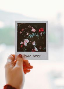 A hand holding a polaroid photo of vibrant roses with 'Flower Power' text.